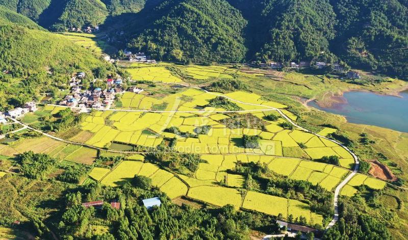 湖南新田:稻谷黄 山村美-人民图片网