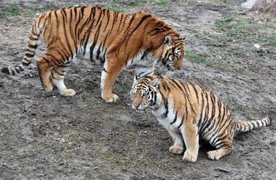 江苏南通群虎亮相迎虎年