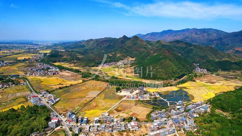 湖南常宁:金色稻田风光美-人民图片网