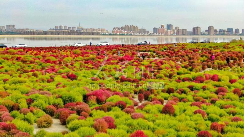 新疆博乐:多彩地肤-人民图片网