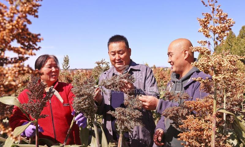 山西夏县:订单高梁喜迎丰收-人民图片网