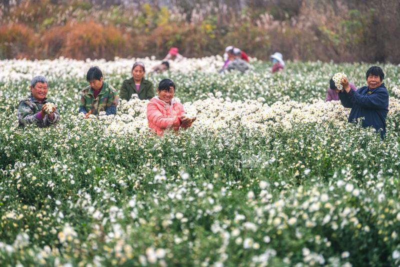 安徽琅琊：采摘滁菊-人民图片网
