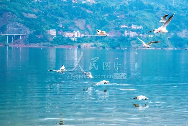 云南绥江:青山绿水迎“客”来-人民图片网