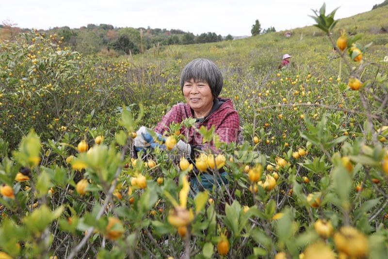 江西东乡:采摘黄栀子-人民图片网