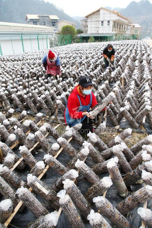 重庆:桑枝做菌棒 变废为宝-人民图片网