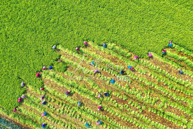 浙江温岭粮经轮作农民增收