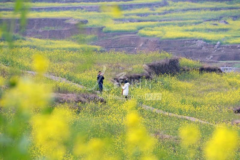 贵州纳雍:油菜花开迎春来 踏青赏花正当时-人民图片网