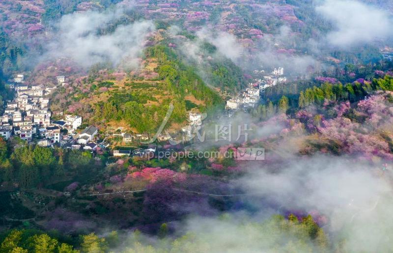 安徽歙县漫山红梅枝头俏