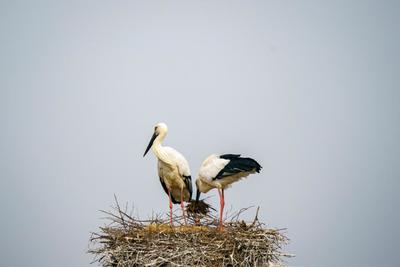 山东东营东方白鹳筑巢产卵