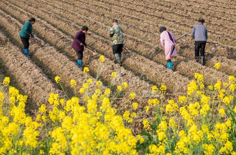 湖南道县:春季劳作忙-人民图片网