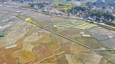 与农房,树林,道路等交相辉映,构成一幅美丽的春日田园风景画卷