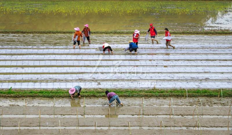 江西赣州:志愿者田间助农-人民图片网