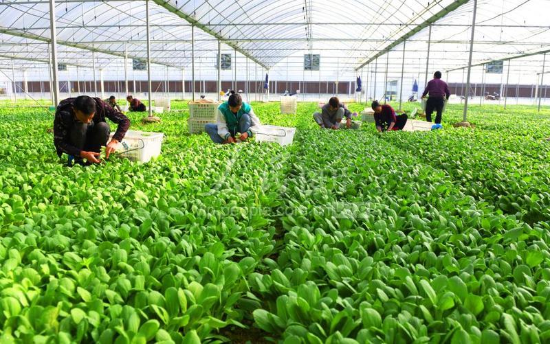 2022年3月19日,江西省赣州市定南县历市镇下庄村蔬菜种植基地,工人在