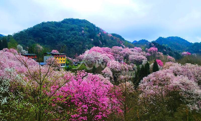 四川绵阳:"辛夷花海"引客来