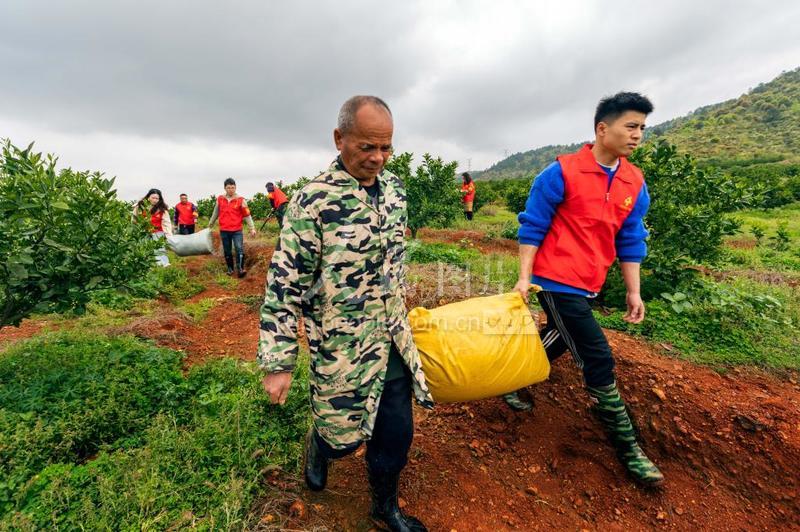 永新县高桥楼镇湖塘村千亩脐橙基地,当地志愿者在帮助农户进行田间管