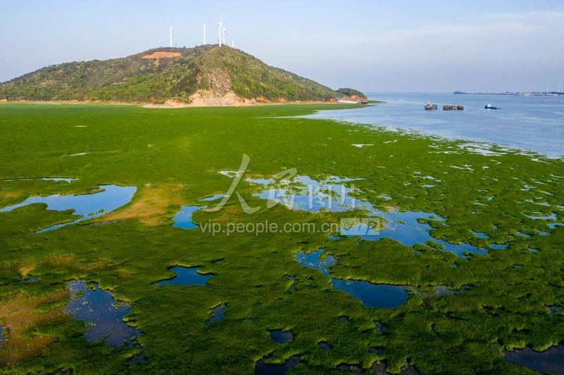 江西都昌:鄱阳湖湿地春意浓-人民图片网
