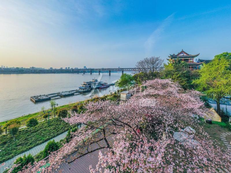 武汉晴川阁樱花绽放美景如画
