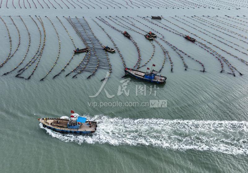 山东荣成:海上“春耕”-人民图片网