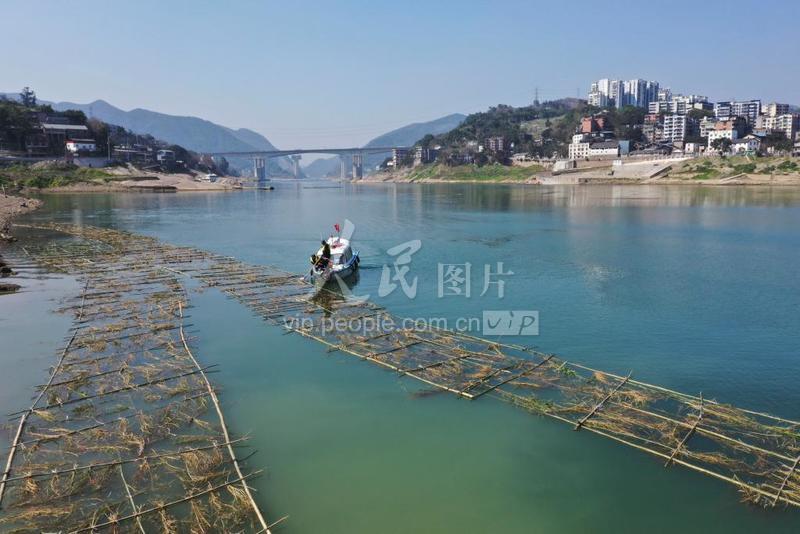 重庆：铺设人工鱼巢 保护鱼类资源-人民图片网