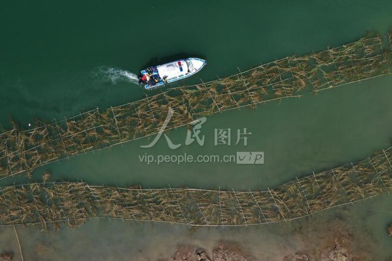 重庆：铺设人工鱼巢 保护鱼类资源-人民图片网
