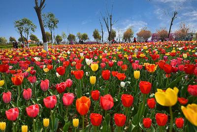 河南新野郁金香竞相绽放
