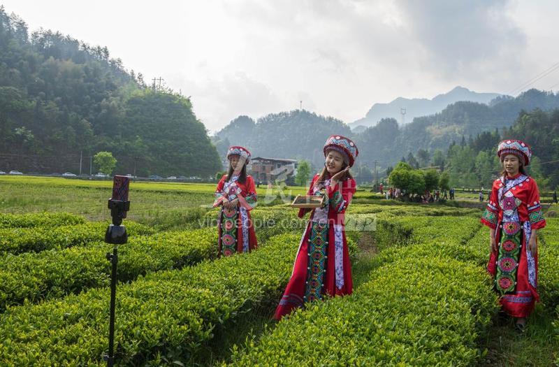 湖北利川：茶乡风光美 直播带货忙-人民图片网