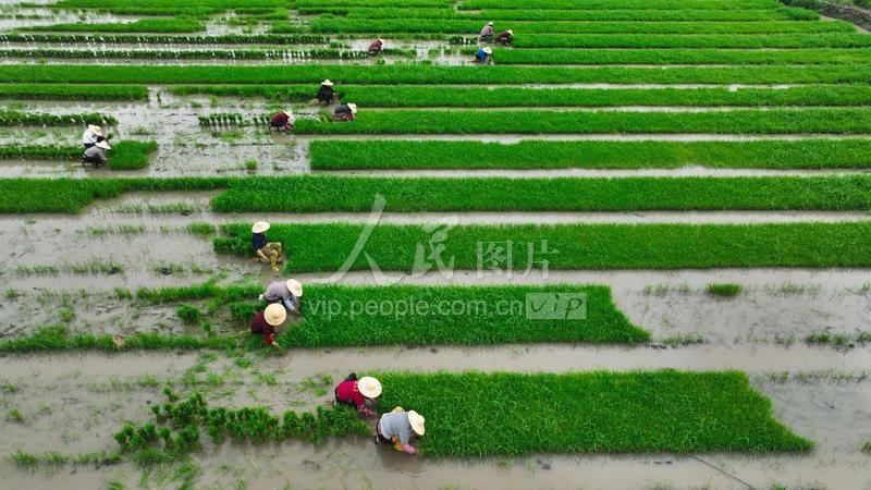 浙江德清:起秧苗-人民图片网