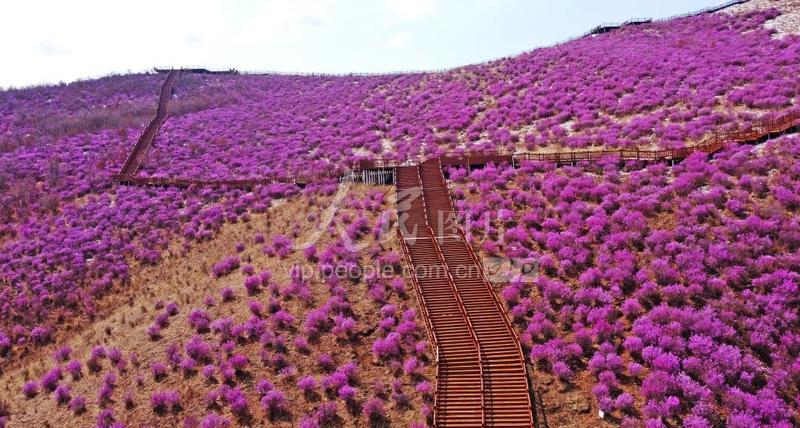 内蒙古扎兰屯:杜鹃花竞相绽放