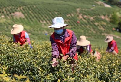 安徽铜陵:荒山种出“黄金茶”-人民图片网