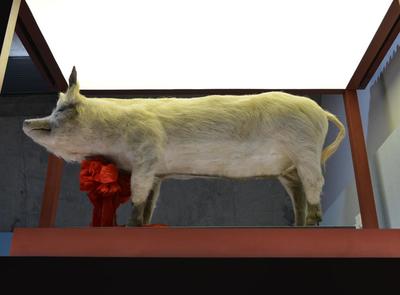 成都猪坚强标本在建川博物馆正式展出