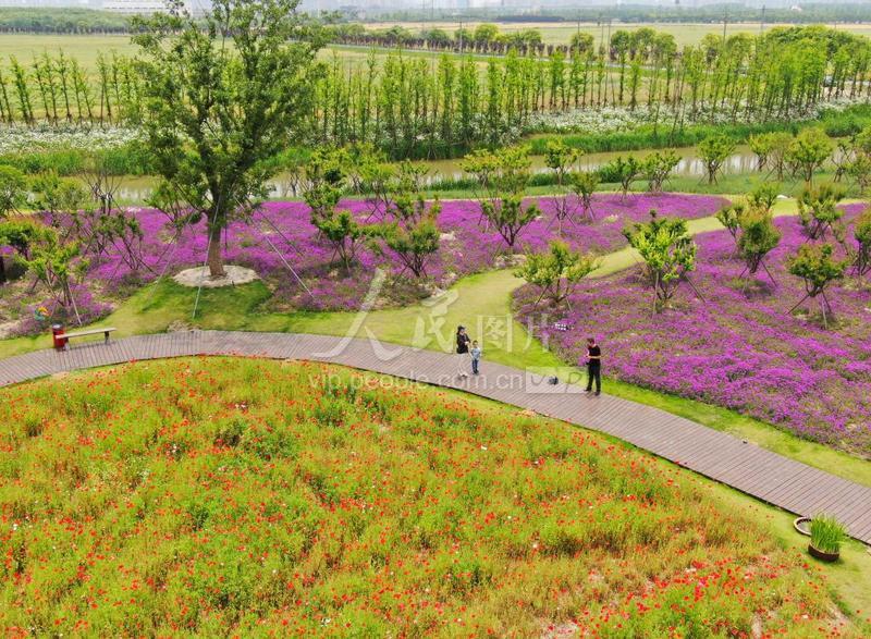 江苏南通都市农业公园花海亮相免费开放