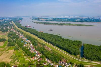 2022年6月15日,安徽省铜陵市枞阳县汤沟镇境内长江大堤两边的防浪林