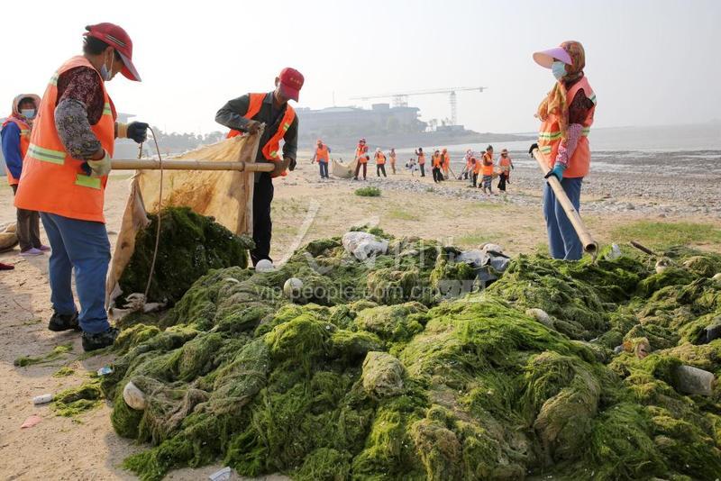江苏连云港:沿海出现浒苔绿潮-人民图片网