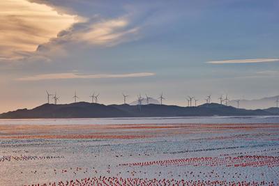 广东南澳海上彩色牧场