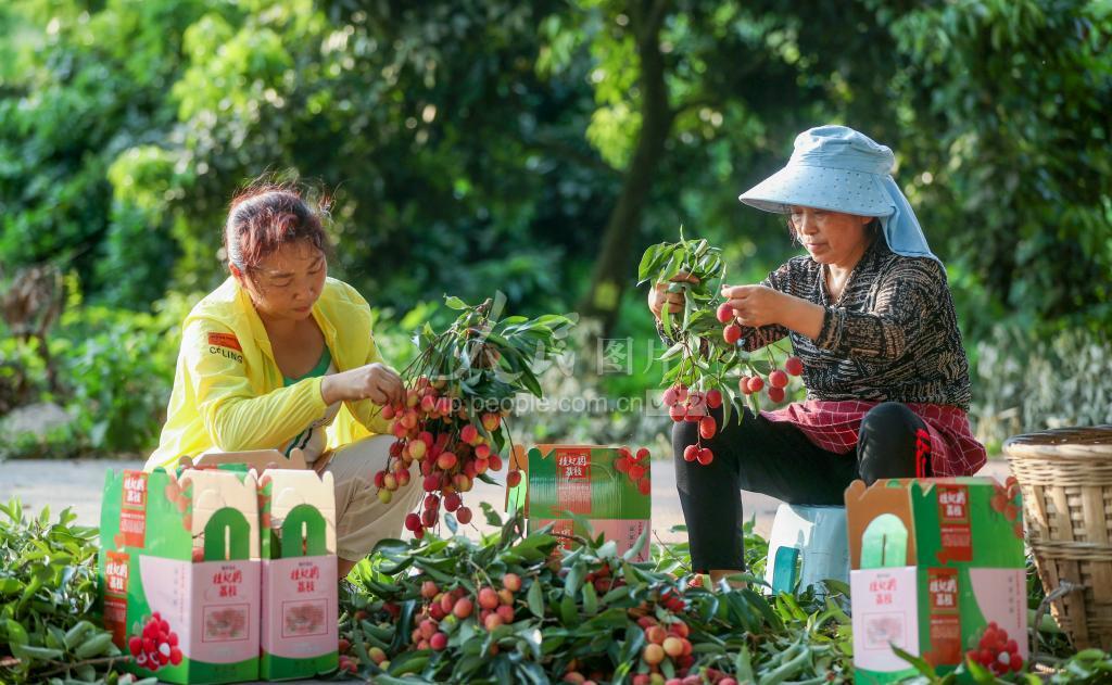 四川泸州：荔枝收获季 村民采摘忙-人民图片网