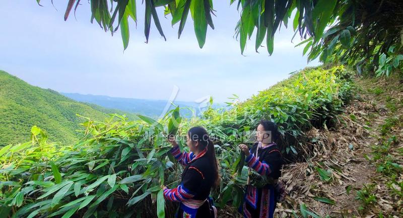湖南常宁：小小箬叶助增收-人民图片网