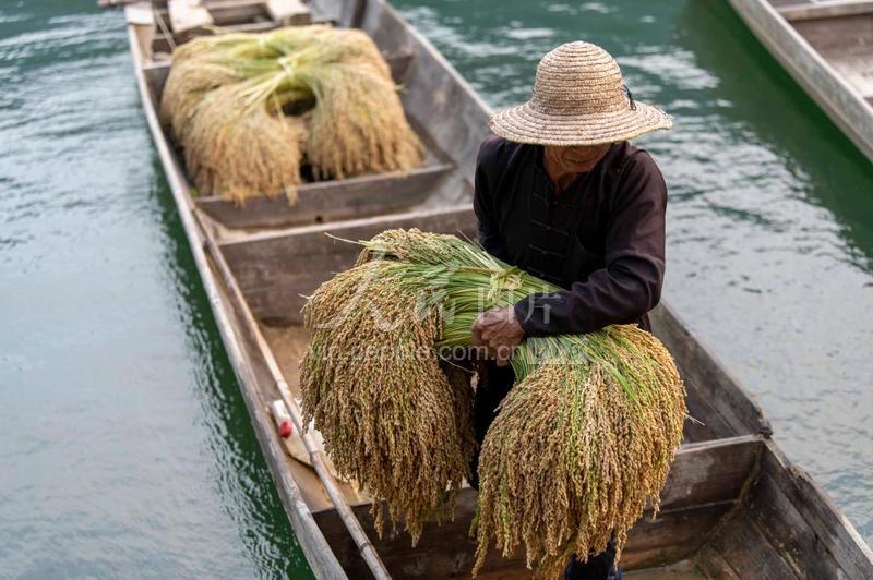 贵州从江:糯稻飘香-人民图片网