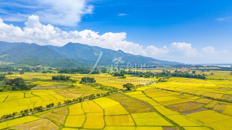 云南盈江:风吹稻浪好风光-人民图片网