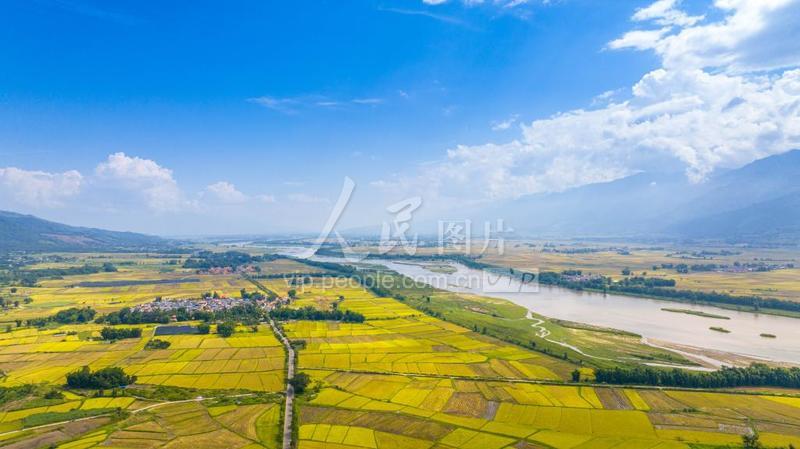 云南盈江:风吹稻浪好风光-人民图片网