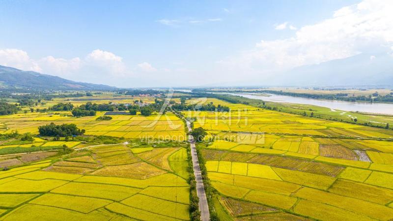 云南盈江:风吹稻浪好风光-人民图片网