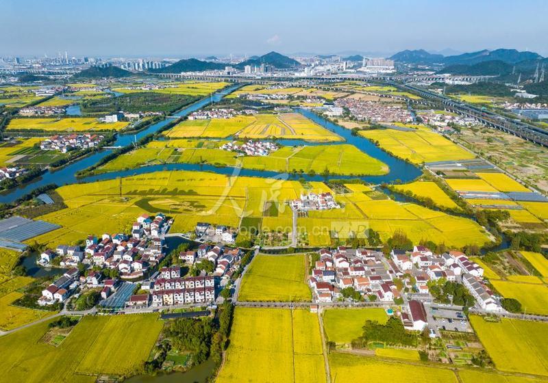 浙江宁波:金色田园 秋景如画-人民图片网