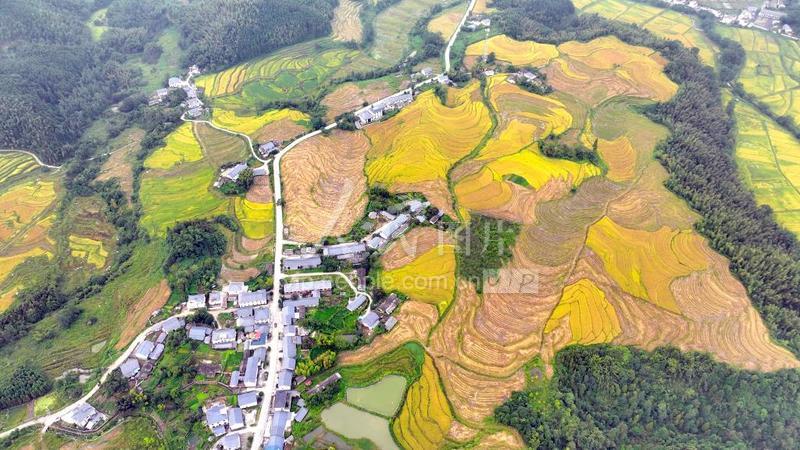 江西宜丰：金色田园景如画-人民图片网