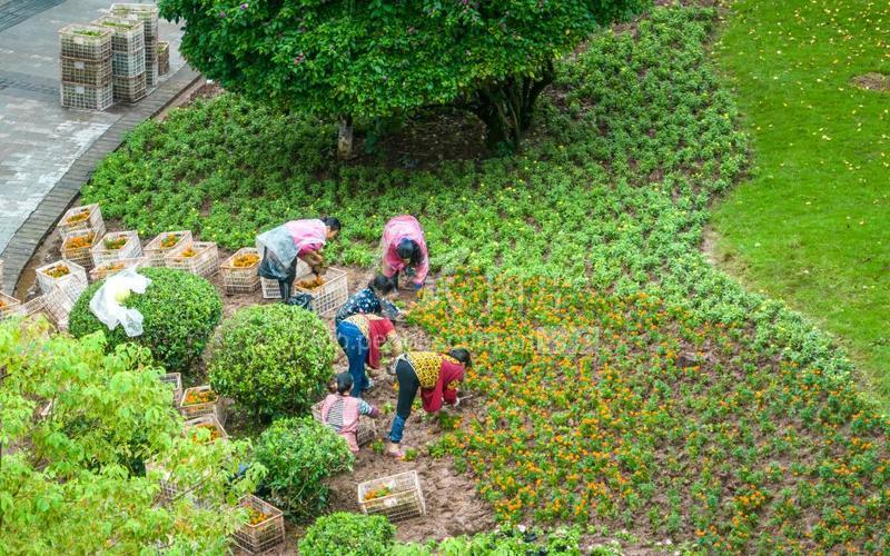 重庆:鲜花装扮城市“颜值”-人民图片网