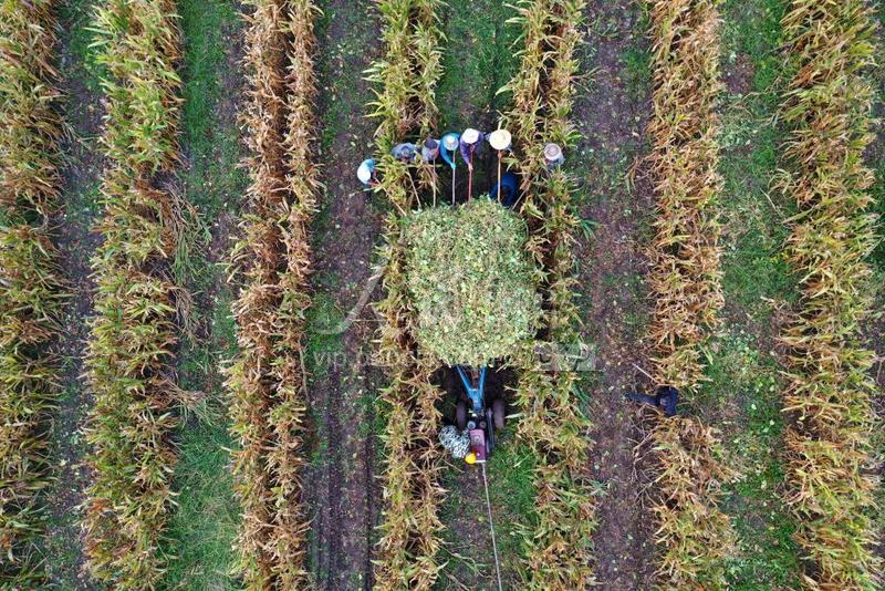 江苏沭阳:大豆玉米套种 实现一地双丰收-人民图片网