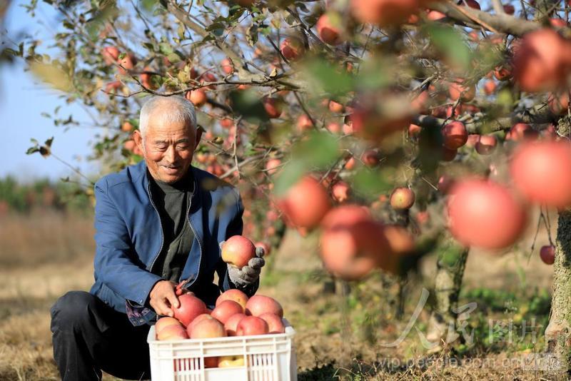 山东荣成:果农采收忙-人民图片网