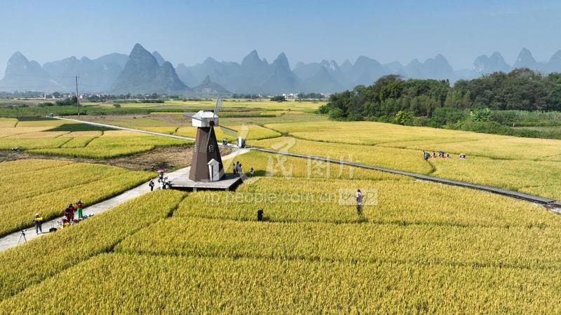 广西柳城：稻花飘香迎客来-人民图片网