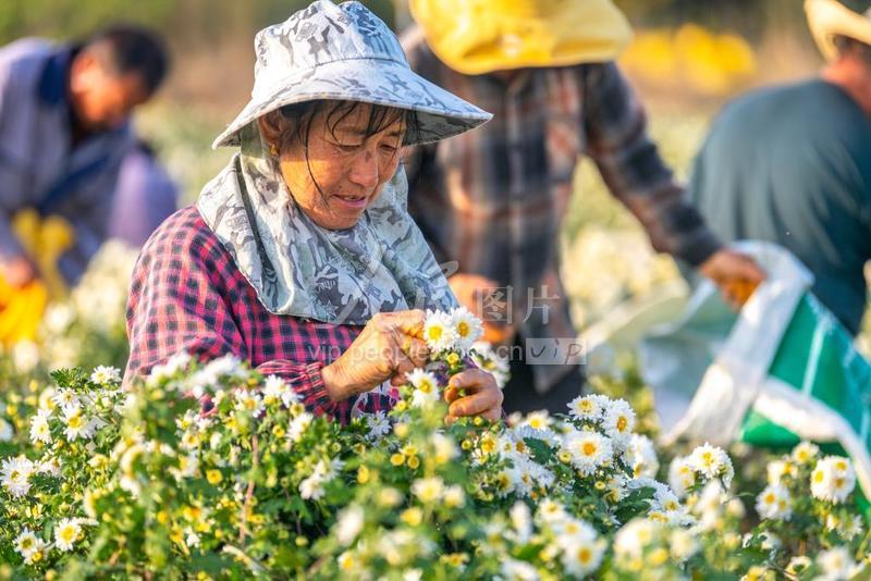 安徽滁州：滁菊丰收-人民图片网