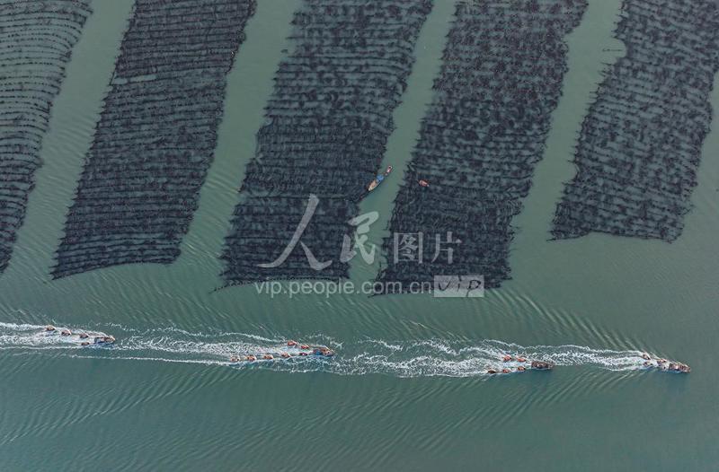 山东荣成:“海上春耕”生产忙-人民图片网