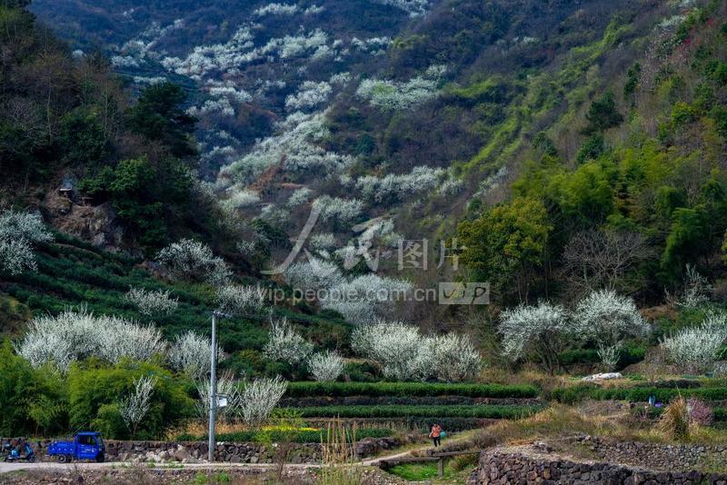 浙江新昌:李花漫山白如雪-人民图片网