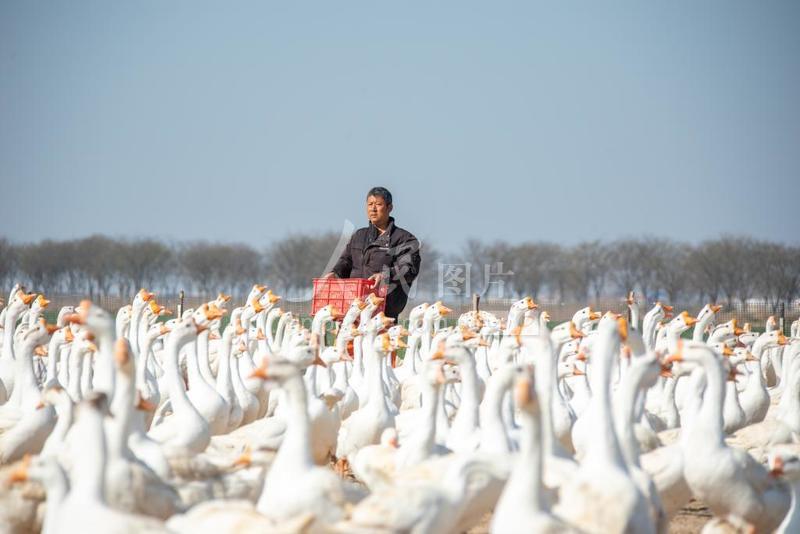 江苏泗洪：养殖大白鹅产出“黄金蛋”-人民图片网